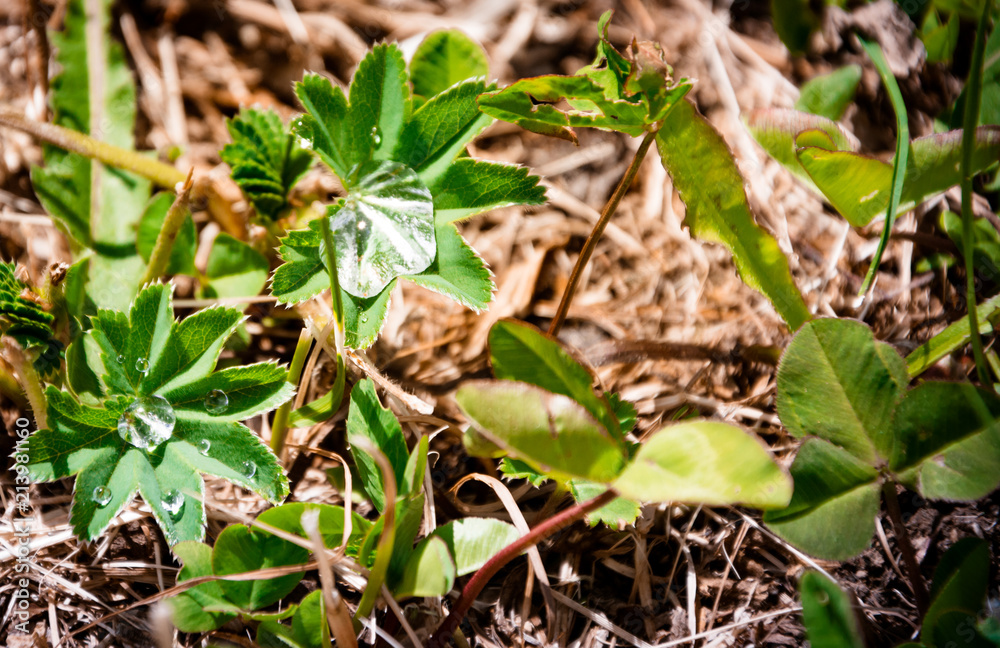 Obraz premium Wassertropfen in Pflanze