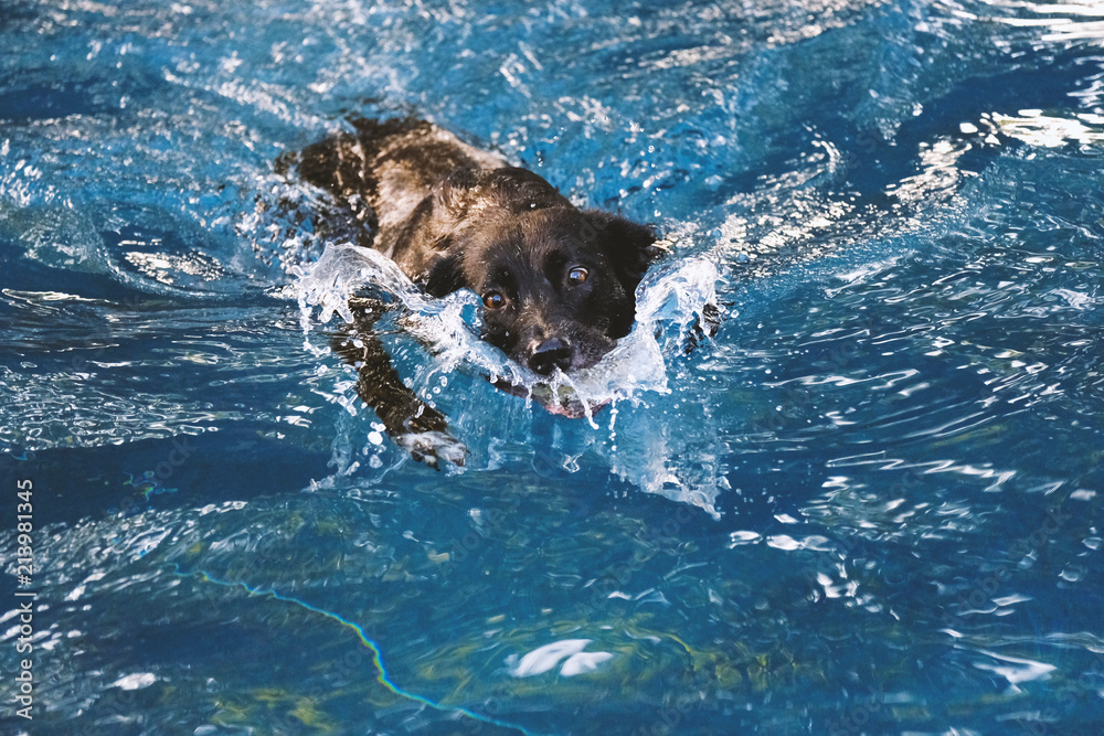 Obraz premium Dog swimming during summer in blue pool
