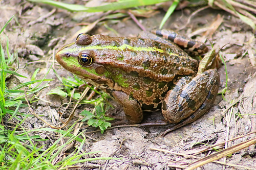 The marsh frog (Pelophylax ridibundus belongs to the family of true frogs) in the mud