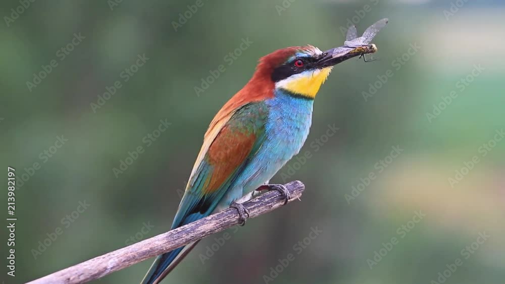 bird caught the dragonfly and held it in the beak/bird caught the dragonfly and held it in the beak bird caught the dragonfly and held it in the beak/bird caught the dragonfly and held it in the beak