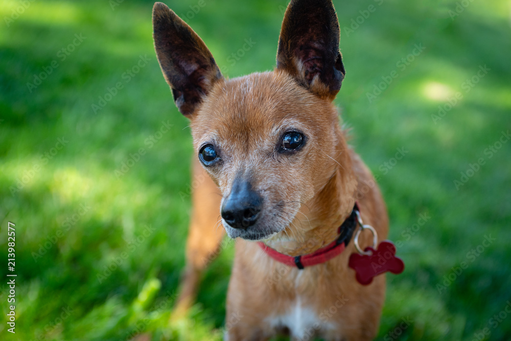 Close up portrait of little chihuahua mix breed dog on grass.