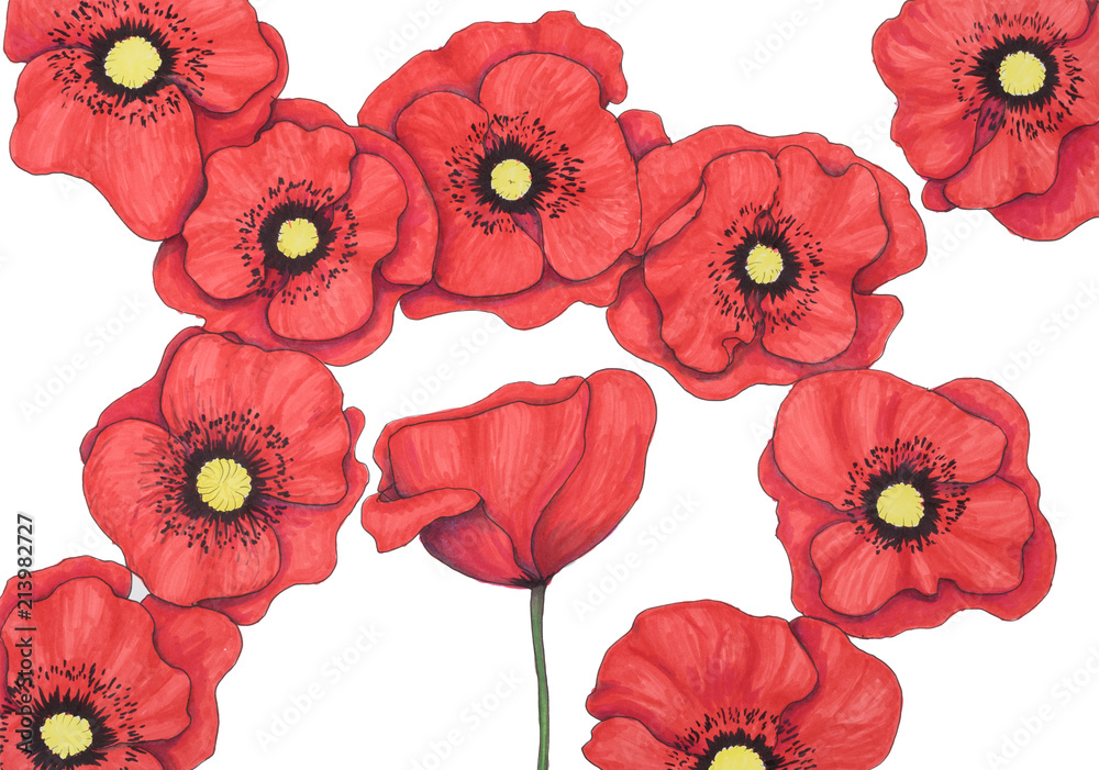 Red poppies painted by felt-tip pen on white background Red poppies painted by felt-tip pen on white background