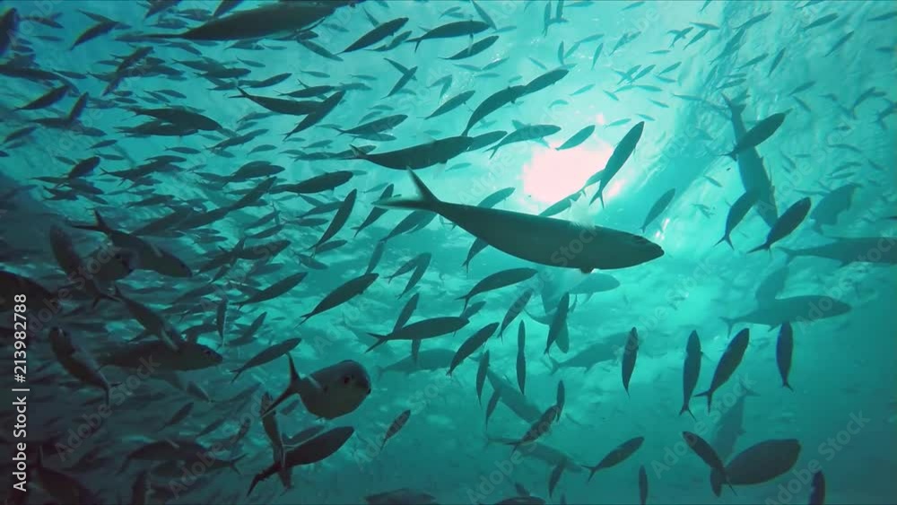 Schoals of fusiliers and mackerels in the light-flooded ocean (Maldivian island)