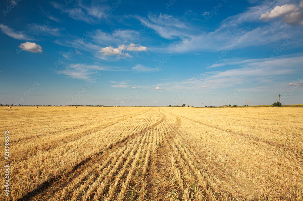 Background landscape of farm field harvested wheat on blue sky
