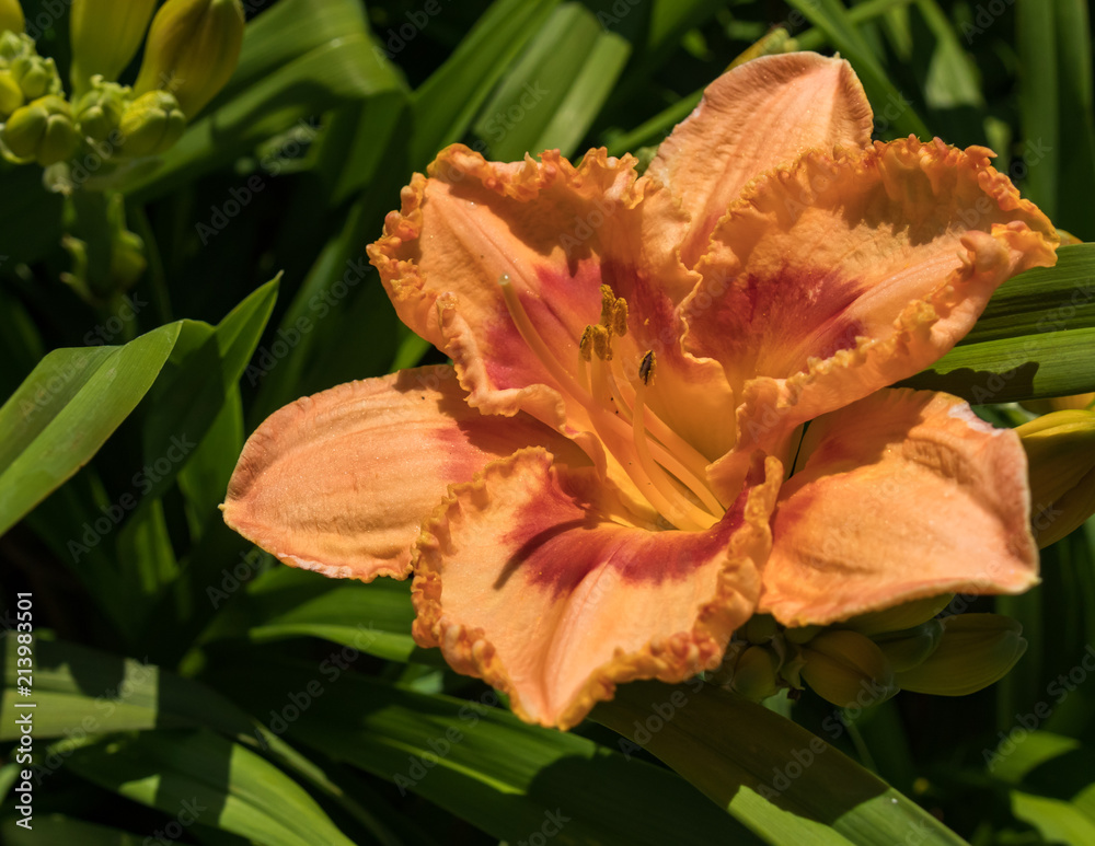 Orange and red daylily close-up Orange and red daylily close-up