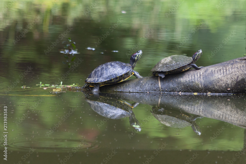 Fototapeta premium turtles