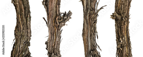 Collection dry branches of the vine isolated on white, including clipping path