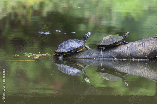 turtles