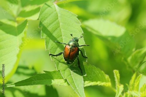 Japanese beetle on a leaf