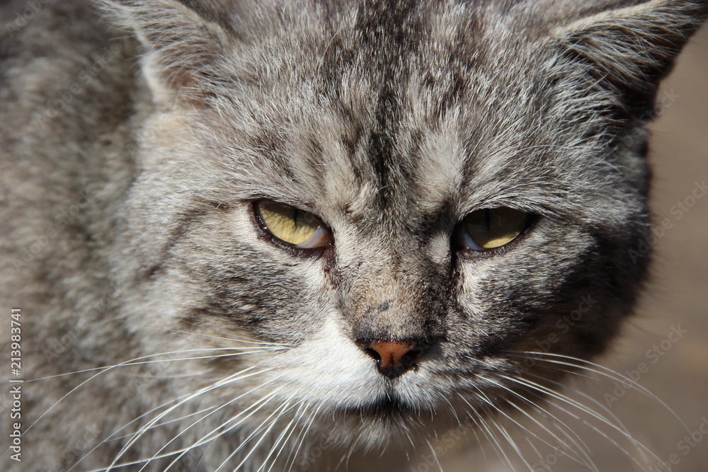 Muzzle of cat. Cute muzzle of grey cat closeup Muzzle of cat. Cute muzzle of grey cat closeup