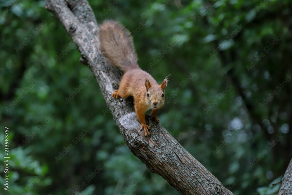 Squirrel