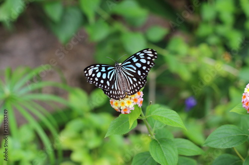Ceylon blue glassy tiger butterfly