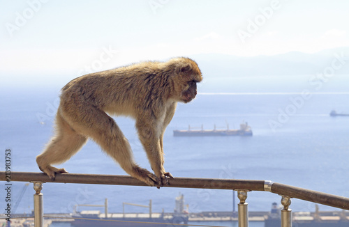 Monkey at the Gibraltar Rock