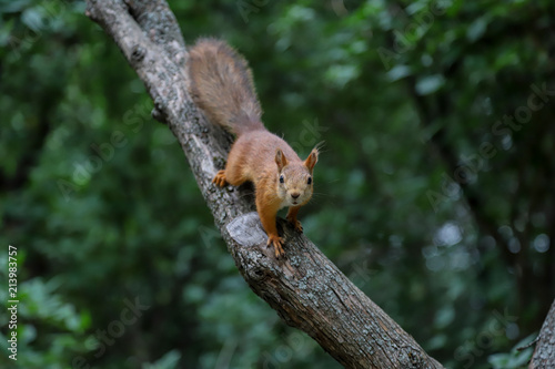 Squirrel © Alexey