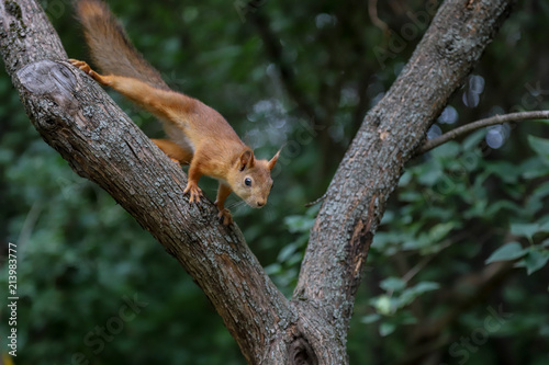 Squirrel