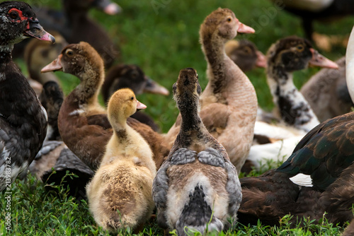 Several ducks rest on ground