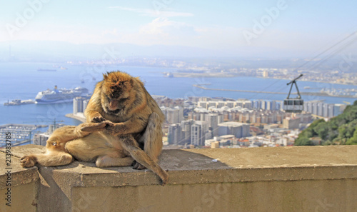 Monkey at the Gibraltar Rock
