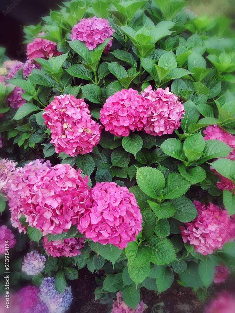 Beautiful Hortense Pink hydrangea