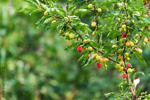 Ripening Chinese apple or Malus prunifolia photo