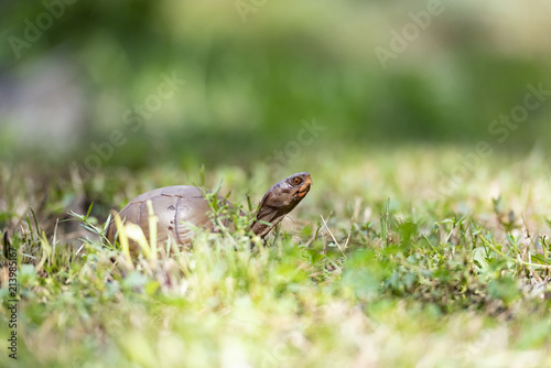 box turtle