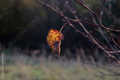 Liść w kolorach jesiennych, sam, jeden, wisi na gałęzi dzrewa, z bliska, zbliżenie, tło rozmyte
