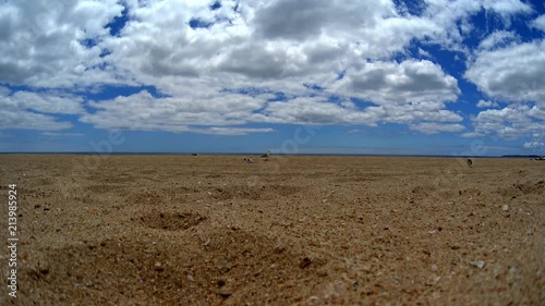 Seagulls family on sand beach, summer sunny day