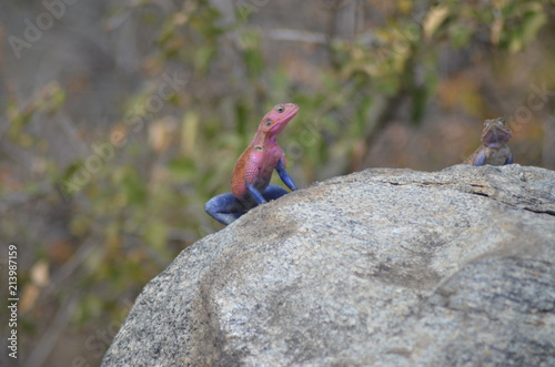 Canvastavla Reptil