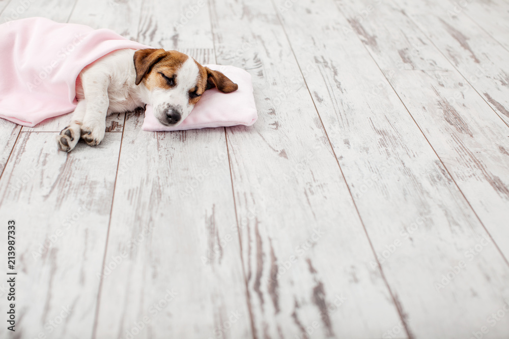 Sleeping puppy on small pillow - obrazy, fototapety, plakaty 
