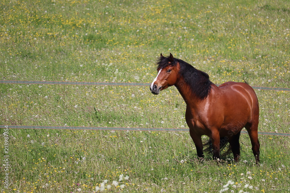 Connemara Pony Connemara Pony