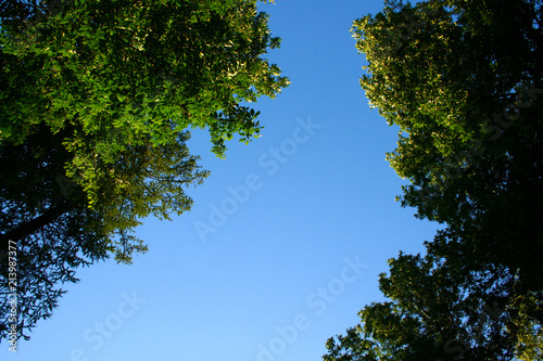 Green foliage against the blue sky