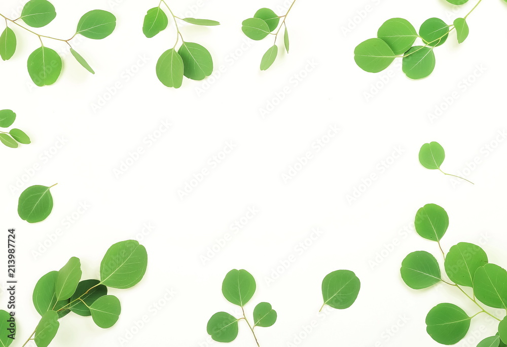 Frame from green eucalyptus branches on a white background.abstract. top view.copy space Frame from green eucalyptus branches on a white background.abstract. top view.copy space