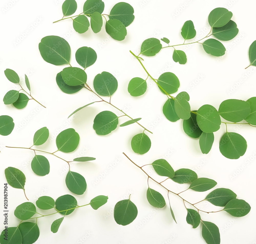 green eucalyptus branches on a white background.abstract. top view.copy space green eucalyptus branches on a white background.abstract. top view.copy space