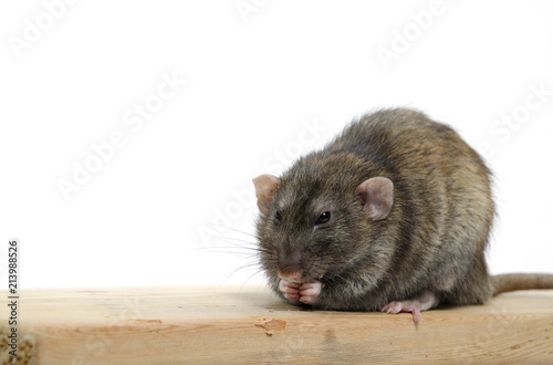 Rat eats wood.