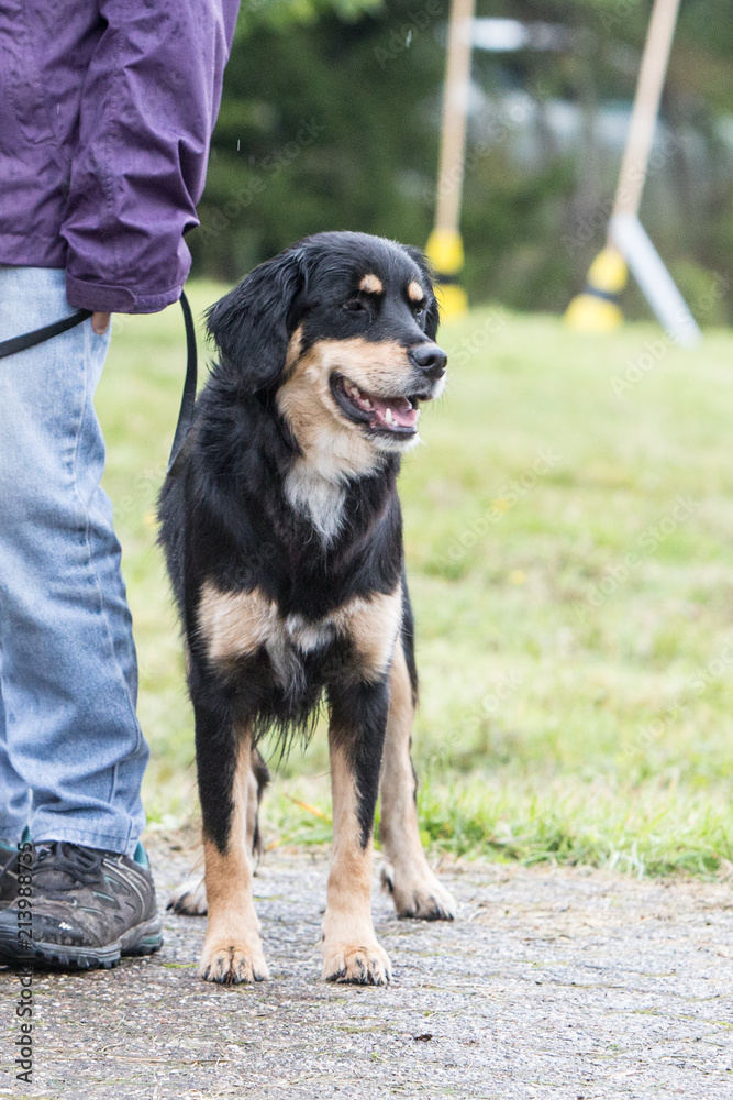 Portrait of Bernese Mountain Dog outdoor in Belgium Portrait of Bernese Mountain Dog outdoor in Belgium