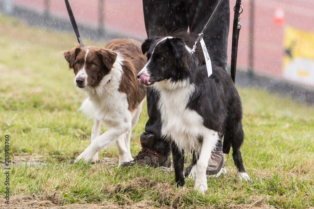 Portrait of border collie outdoor in Belgium Portrait of border collie outdoor in Belgium