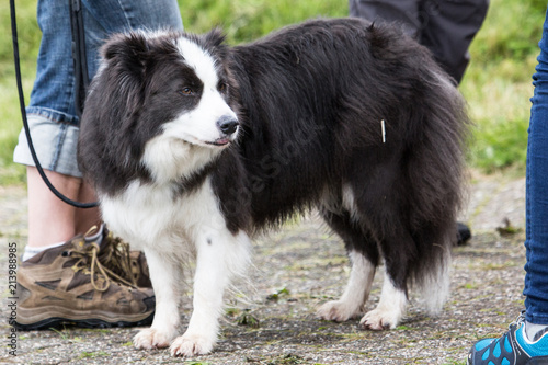 Portrait of border collie outdoor in Belgium