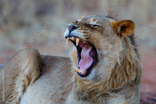 Young male lion yawning in the Kgalagadi Transfrontier Park in South Africa photo