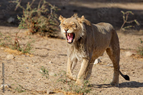 Young male lion walking and yawning in the Kgalagadi Transfrontier Park in South Africa
