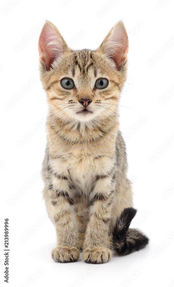 Kitten on white background.