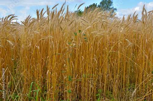 Field with ears of ripe wheat