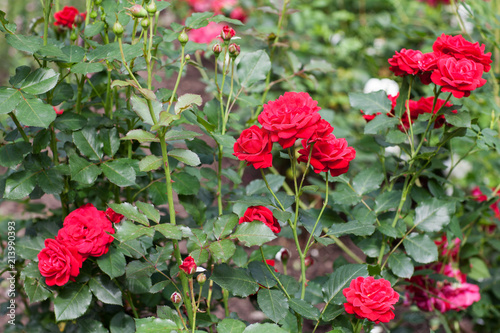 rose Bush. Floriculture. Garden. Beautiful rose