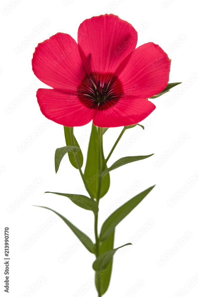 Red flower of flax, isolated on white background Red flower of flax, isolated on white background