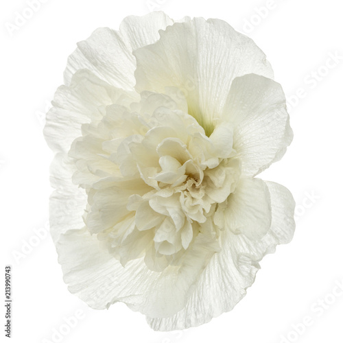 Flower of mallow  isolated on white background