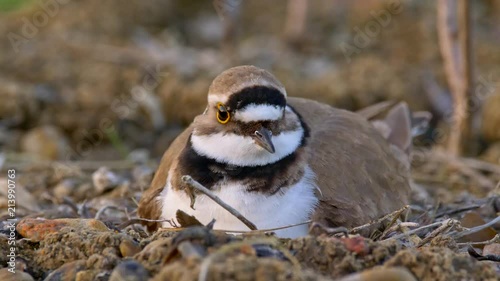 Little ringed plover nest