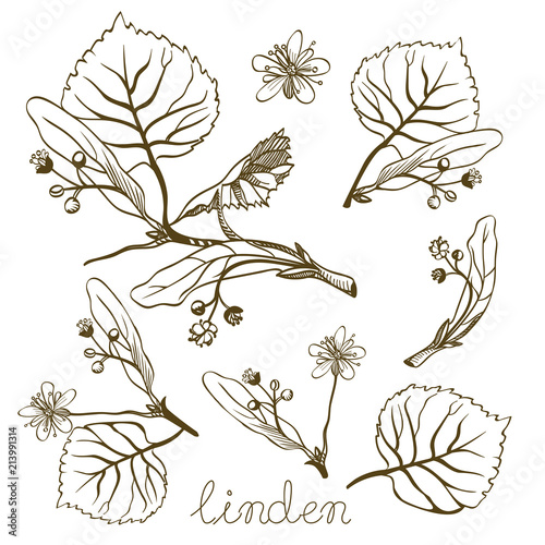 Ink linden herbal illustration. Hand drawn botanical sketch style. Vector illustration. Good for using in packaging - tea, oil, cosmetics etc. 