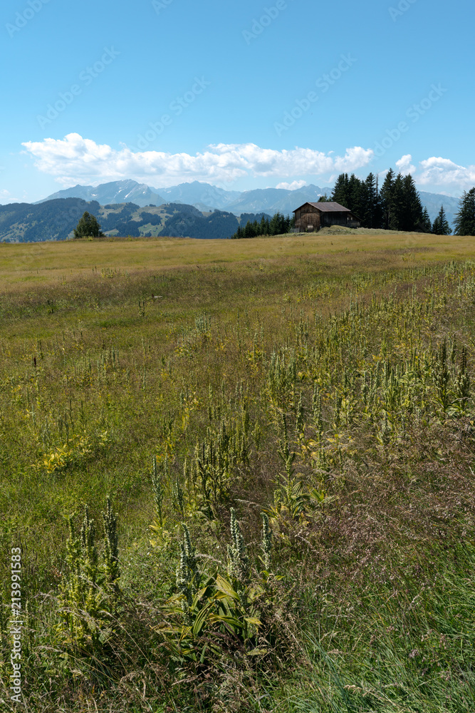 old wooden barn in a wildflower meadow in  midst a Swiss mountain landscape