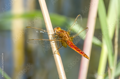 big dragonfly on the reed pond in the nature reserve © Mario Plechaty