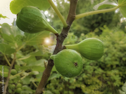 Fruits of a green fig on a tree.