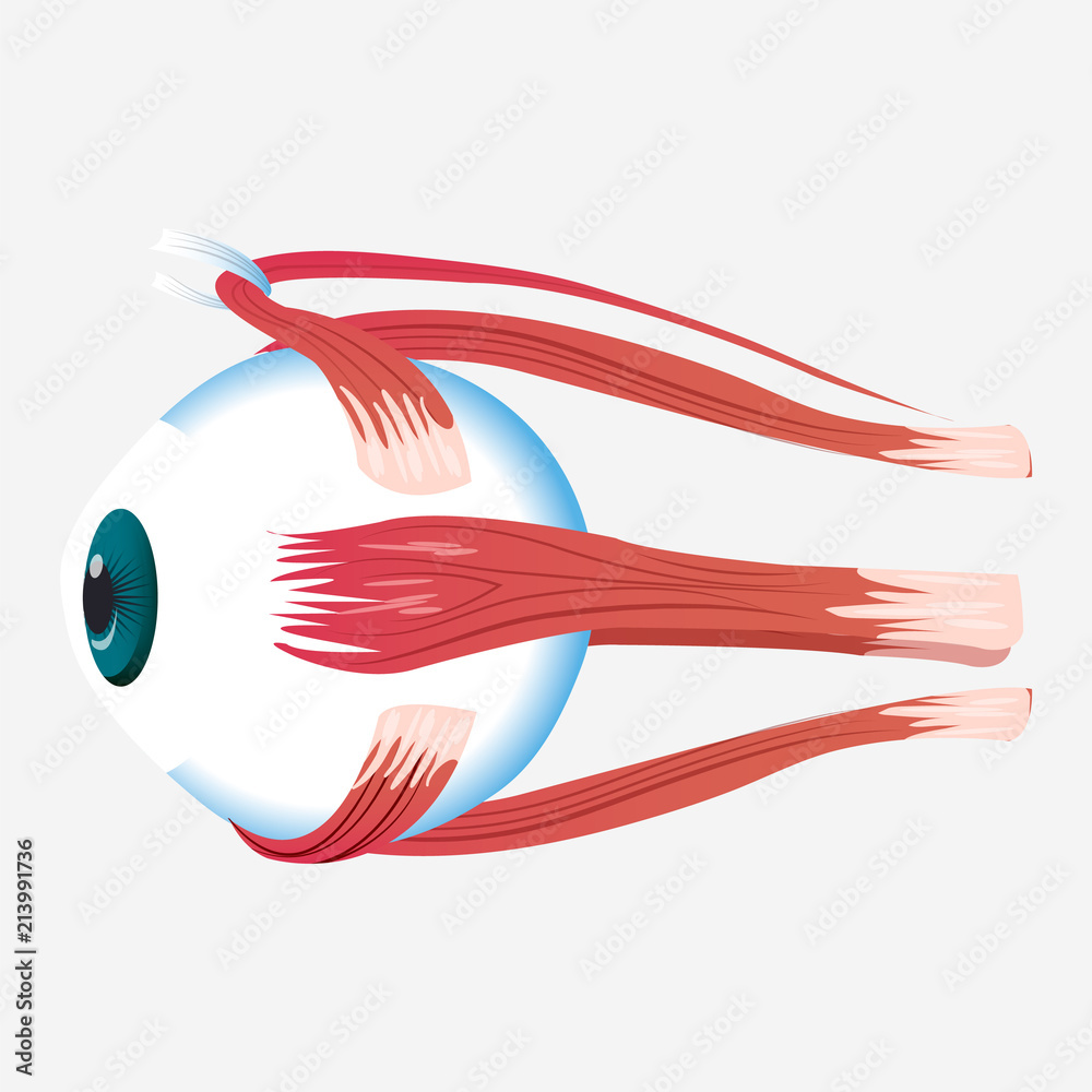 Obraz premium Eye cross muscle icon. Cartoon of eye cross muscle vector icon for web design isolated on white background