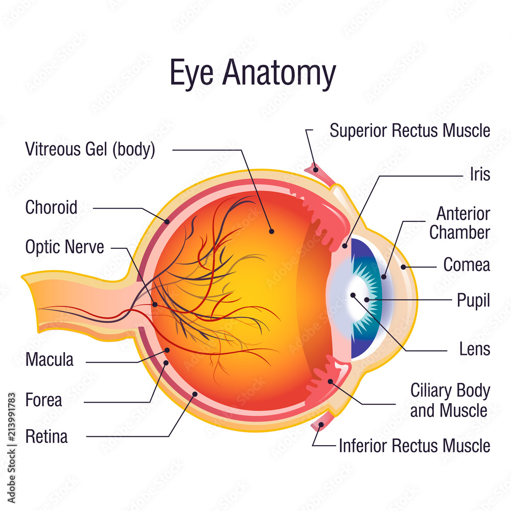 Eye anatomy info concept background. Cartoon illustration of eye ...